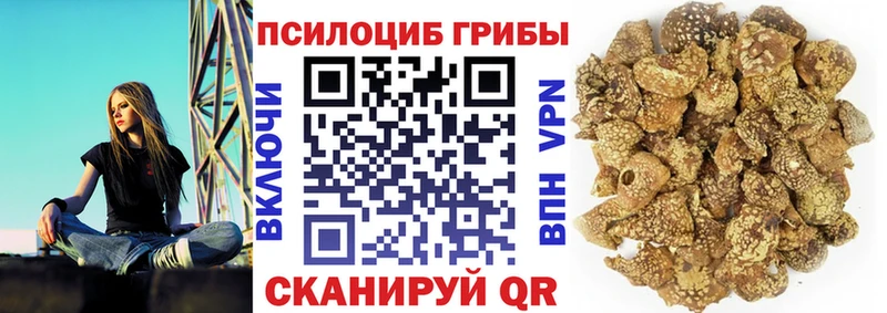 Псилоцибиновые грибы мицелий  что такое   Сланцы 